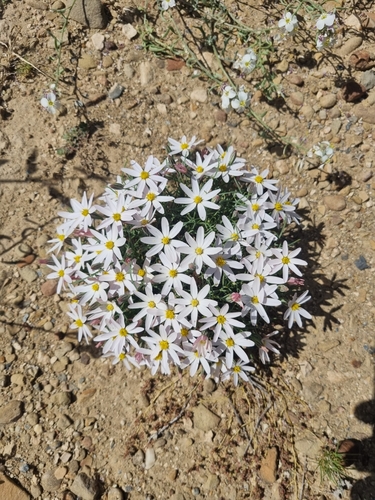 Image of Nicolletia edwardsii by no rights reserved