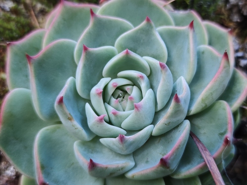 Echeveria chihuahuaensis