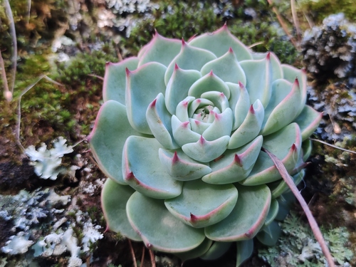 Echeveria chihuahuaensis