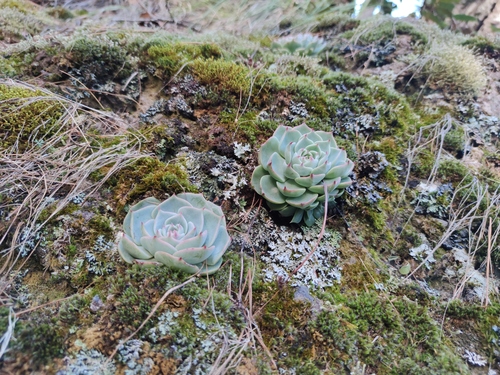 Echeveria chihuahuaensis
