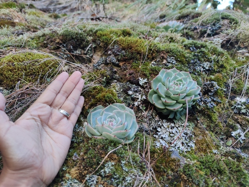 Echeveria chihuahuaensis