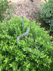 Coluber constrictor anthicus