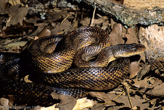 Pantherophis bairdi