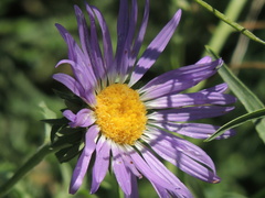 Machaeranthera tanacetifolia