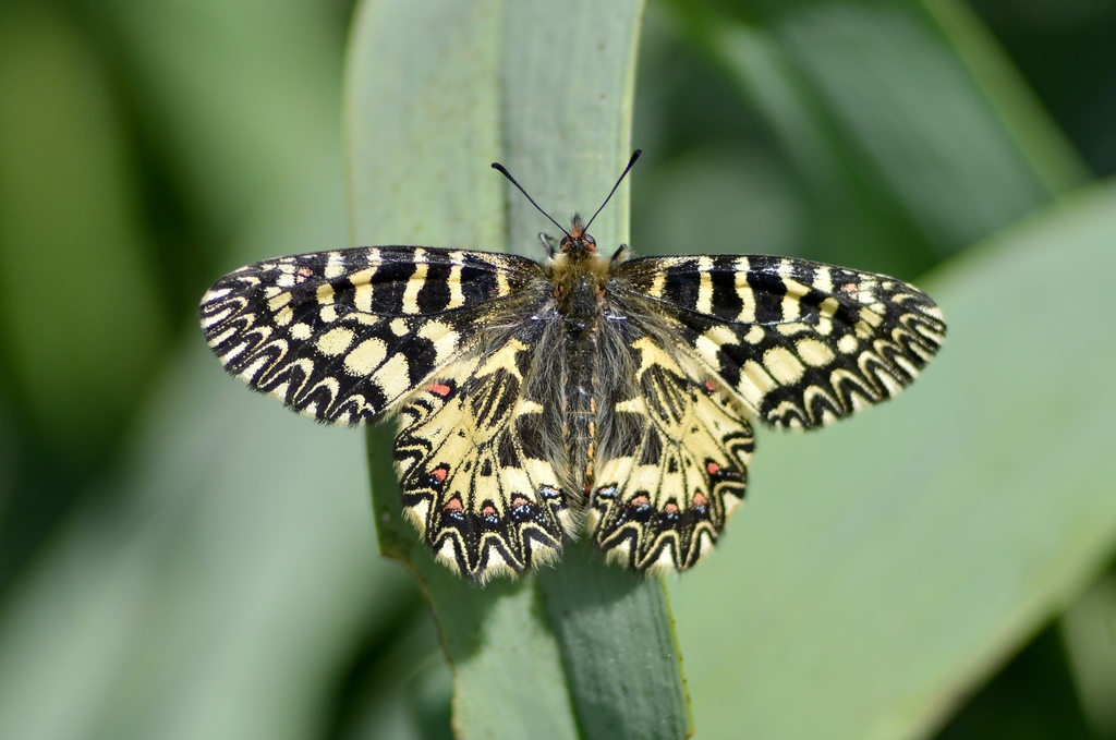 Italian Festoon