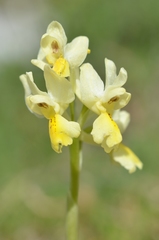 Orchis pauciflora