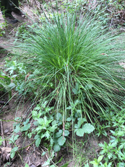 Carex nudata