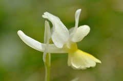 Orchis pauciflora