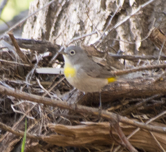 Leiothlypis virginiae
