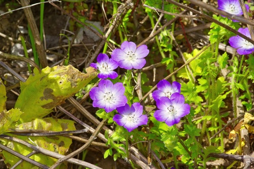 Image of Nemophila sayersensis by (c) Michelle W. （鍾偉瑋）, some rights reserved (CC BY)