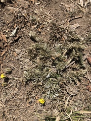 Potentilla candicans