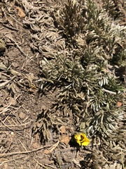 Potentilla candicans