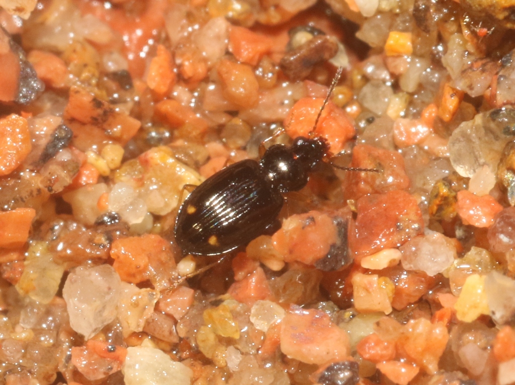 Sphaerotachys lucasii