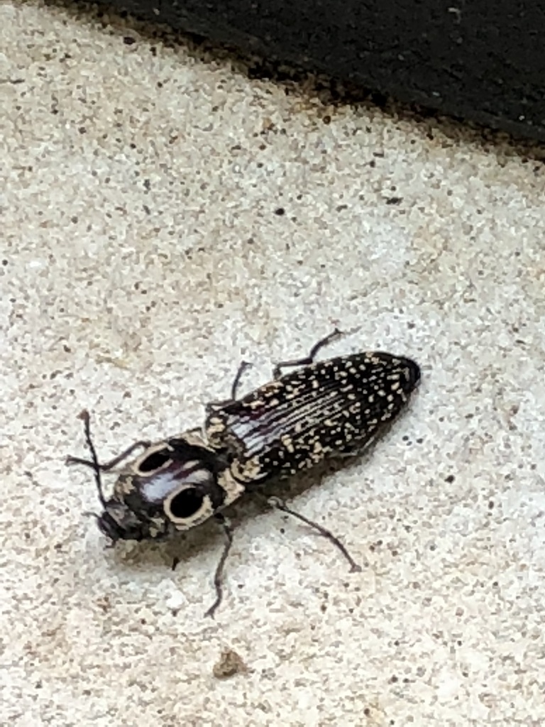 Eastern Eyed Click Beetle From Vanderburgh County In Usa On June