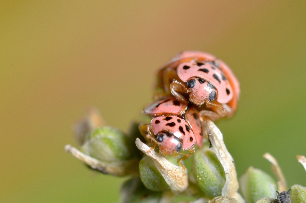 Oenopia doublieri