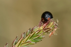 Parexochomus nigromaculatus