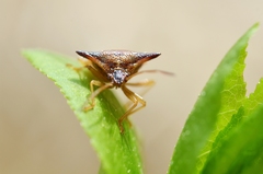 Elasmucha ferrugata
