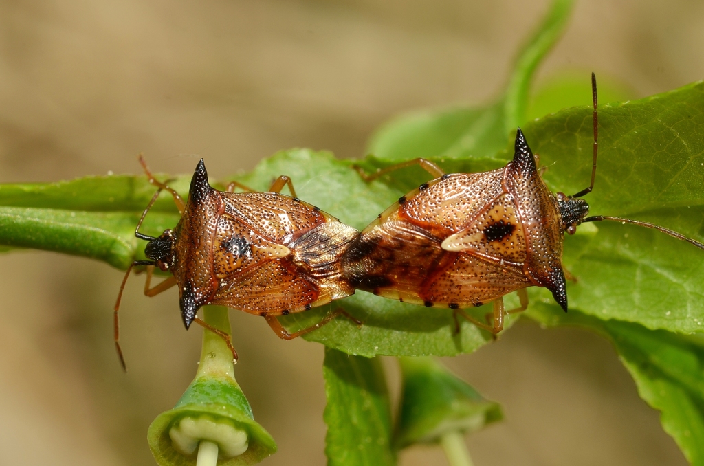 Bilberry Shieldbug
