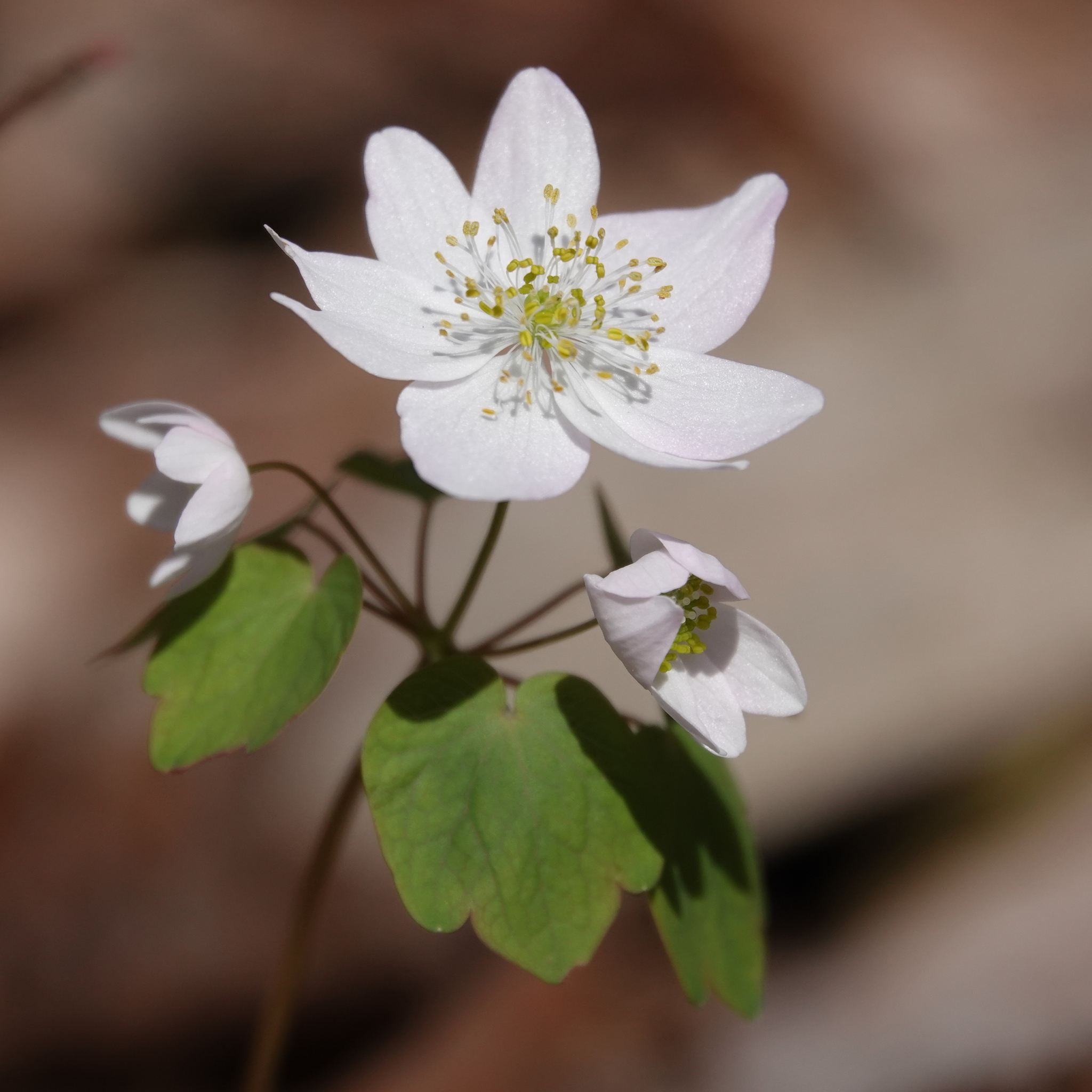 Thalictrum thalictroides
