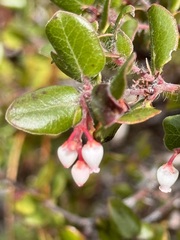 Arctostaphylos nummularia