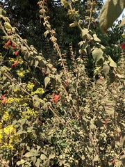 Salvia gesneriiflora