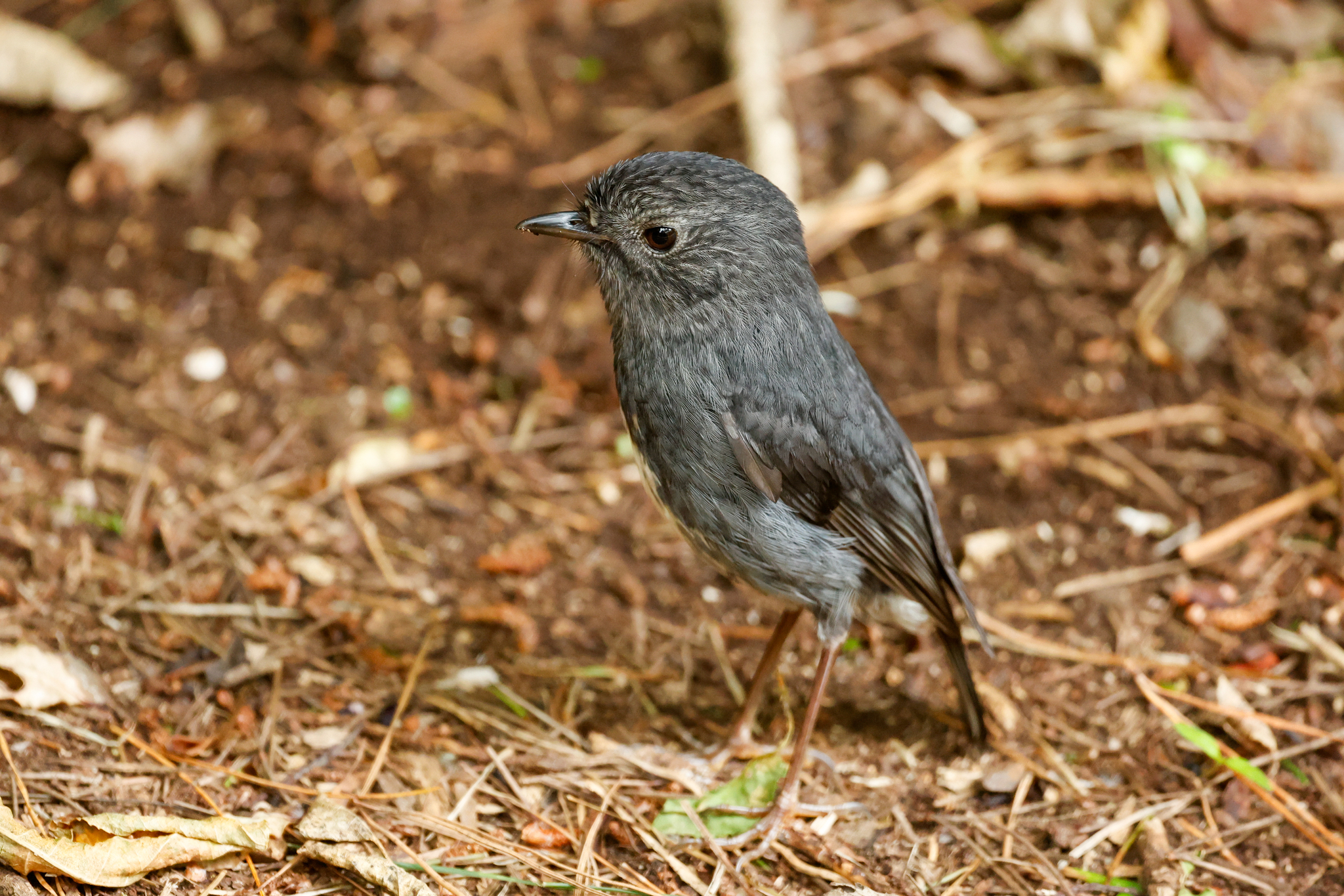North Island Robin (Petroica longipes)
