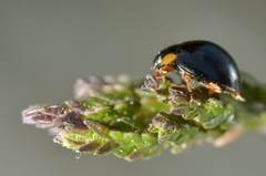 Parexochomus nigromaculatus