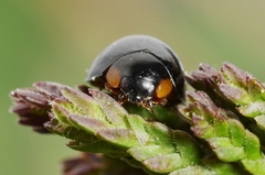 Parexochomus nigromaculatus