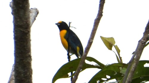 Weißbauchorganist (Euphonia minuta)