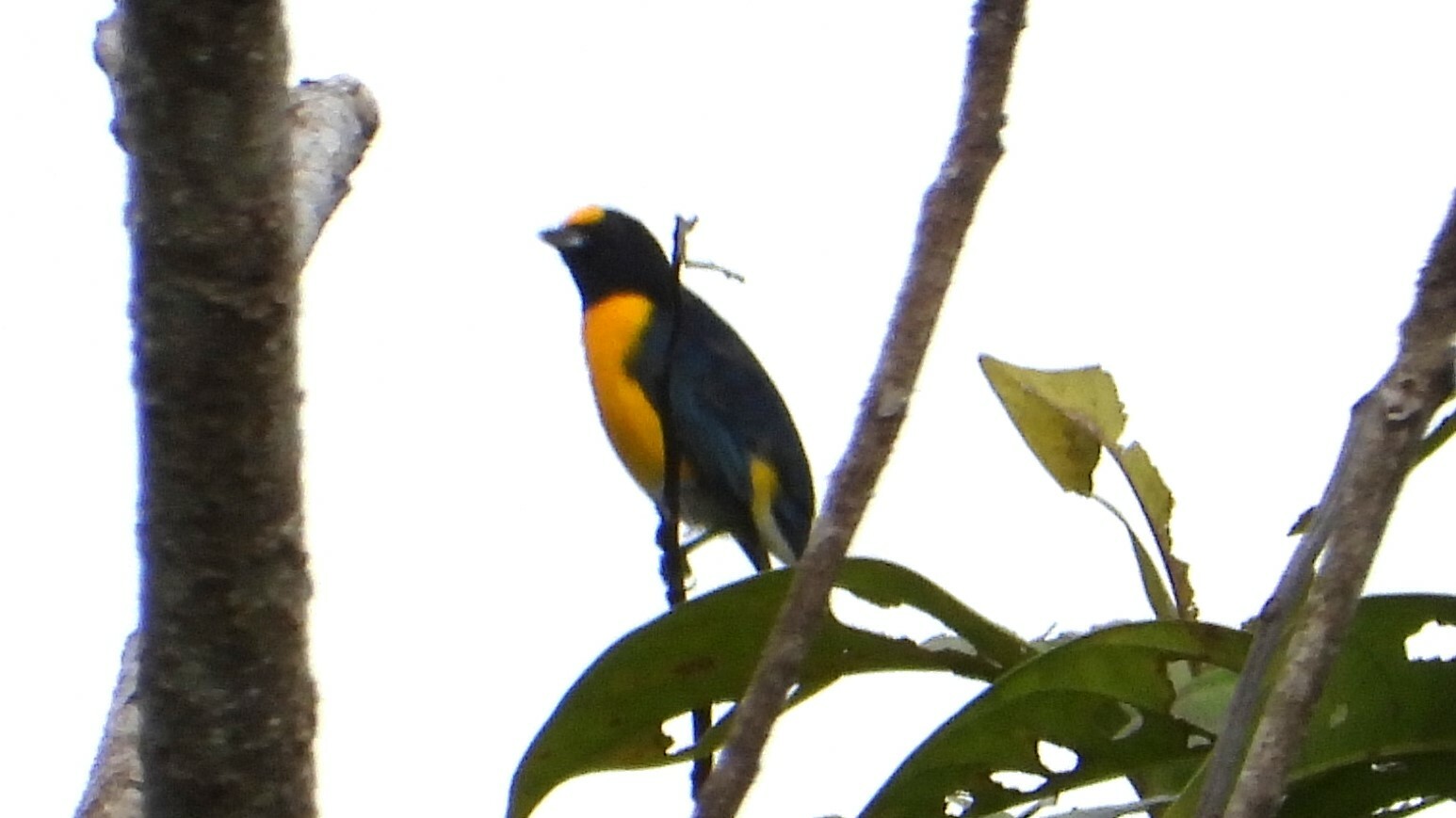 White-vented Euphonia illustration