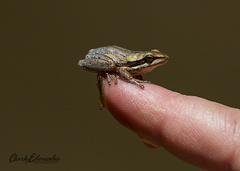 Litoria adelaidensis