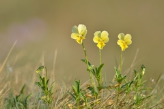Viola lutea calaminaria
