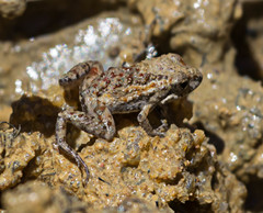 Crinia pseudinsignifera