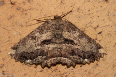Gellonia pannularia