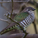 Shining Bronze-Cuckoo - Photo (c) Clark Edmeades, some rights reserved (CC BY-NC), uploaded by Clark Edmeades
