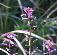 Boechera sparsiflora