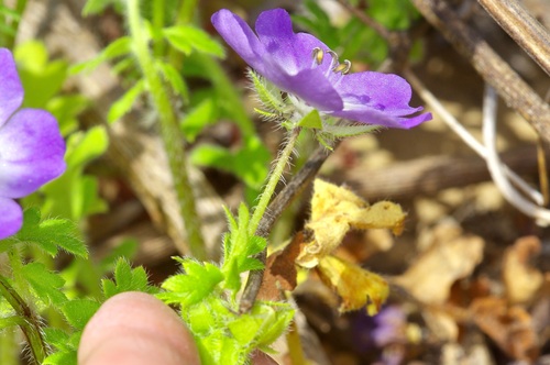 Image of Nemophila sayersensis by (c) Michelle W. （鍾偉瑋）, some rights reserved (CC BY)