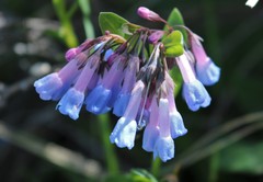 Boechera sparsiflora