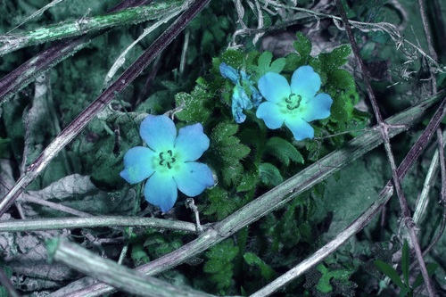 Image of Nemophila sayersensis by (c) Michelle W. （鍾偉瑋）, some rights reserved (CC BY)