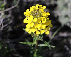 Boechera sparsiflora