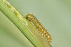 Anthocharis cardamines