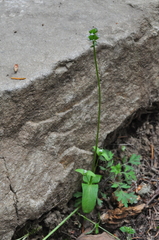 Plectritis congesta brachystemon