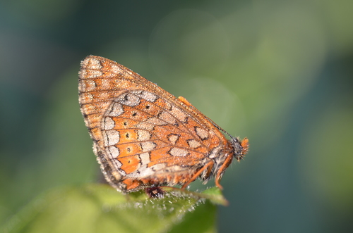 Marsh Fritillary photo 4