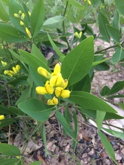 Baptisia lanceolata