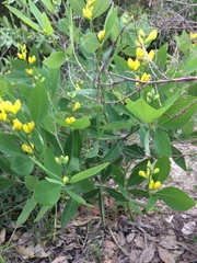 Baptisia lanceolata