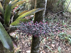 Aechmea mexicana