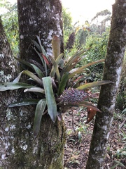 Aechmea mexicana