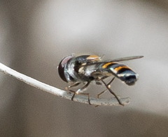 Pseudoscaeva diversifasciata