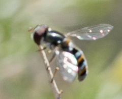 Pseudoscaeva diversifasciata