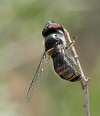 Pseudoscaeva diversifasciata
